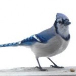 blue jay